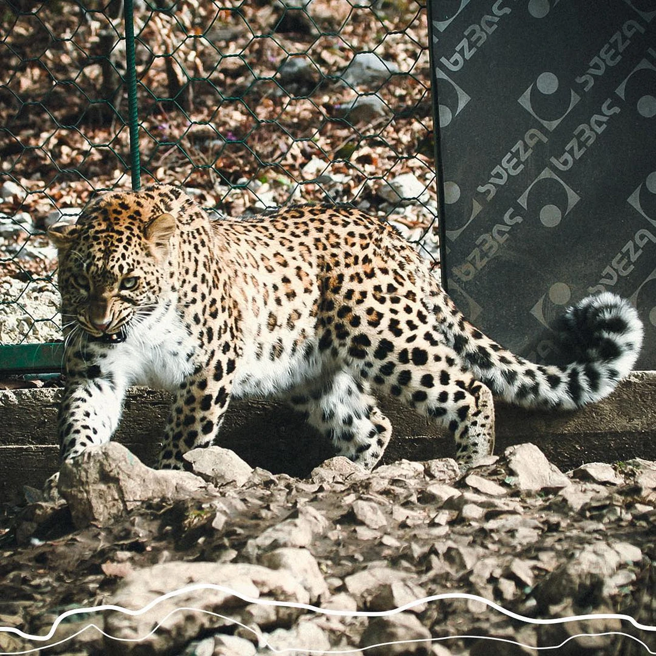 Леопард Фото Животного В Хорошем